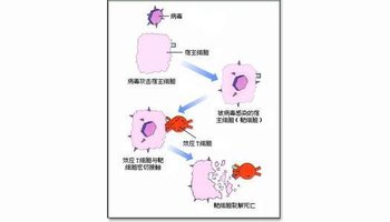 效应t细胞