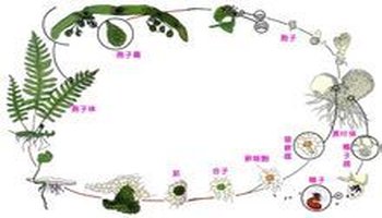 蕨类植物生活史www.kudub.com