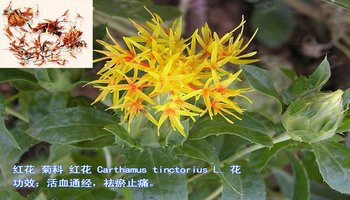 红花,又称草红花刺红花 ,杜红花,金红花.
