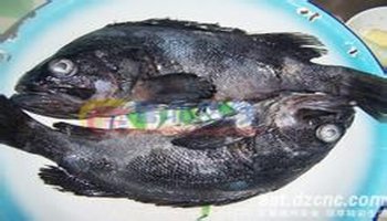 黑头鱼
