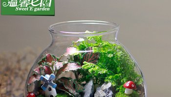 类植物与苔藓植物的主要区别是a靠孢子繁殖后