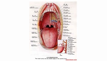腭舌弓 腭舌弓自腭垂向两侧各有两条弓形粘膜皱襞,前方的一条向下连于