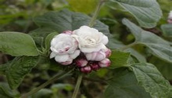 植物名片 臭茉莉,又名:臭矢茉莉(《岭南采药录》),蜻蜓叶,老虎草,小