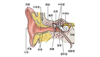 耳朵结构.详图