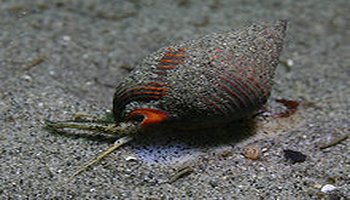 织纹螺 分布区域:海水中 特点:毒性大不宜食用 别称:麦螺,白螺,甲锥螺