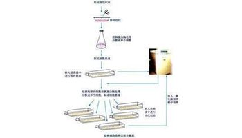 动物细胞培养