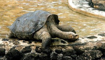 的加拉帕戈斯象龟,有人猜测在沃尔夫火山周围至少有一只平塔岛象龟