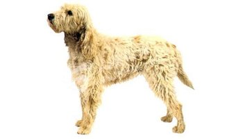 基本信息 犬种:中型格里芬狩猎犬 中型格里芬狩猎犬 别名:旺代长卷毛