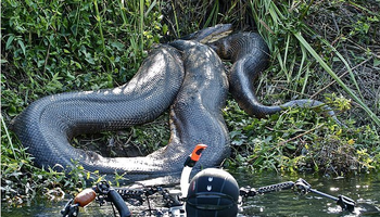 head等人的论文《新热带界古新统发现巨泰坦蟒型蟒蛇暗示过去赤道更