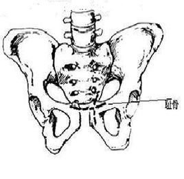 目录          髂骨(ilium):是髋骨的组成部分之一,构成髋骨的后上部