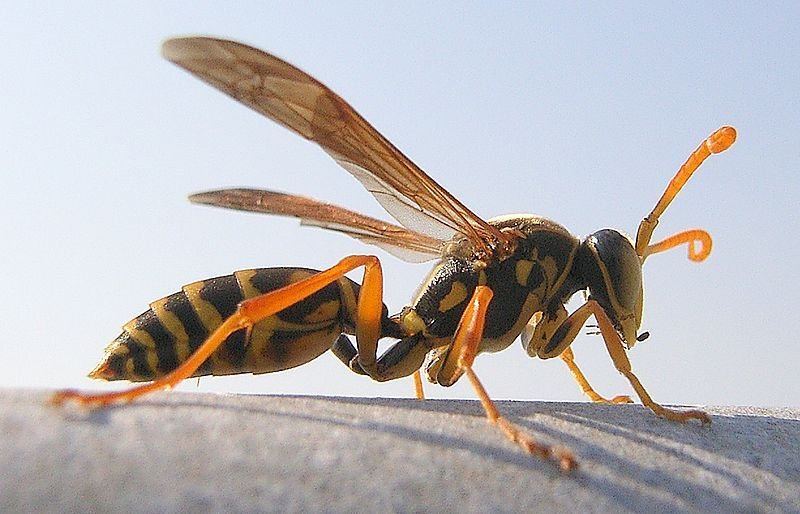 目录          形态特征 生长发育 生物种类 生活习性 特性危害 毒性