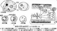 活的变形虫体形不断地改变.结构简单.体表为一层极薄的质膜.