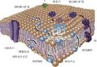 磷脂双分子层