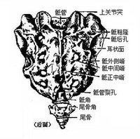 背面粗糙隆凸,正中部为骶正中嵴,中间部为骶中间嵴,此嵴外侧