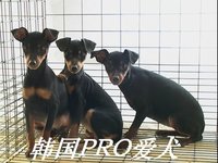 迷你杜宾犬