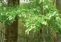 江苏句容红榉树小苗价格