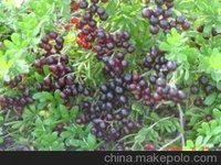 白刺（海葚子）