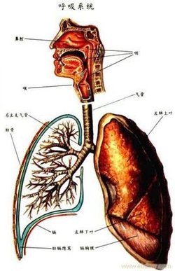 怎么治咳嗽变异性哮喘 t012fcd1c03d02d68c2.jpg?size=268x415