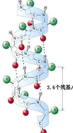 蛋白质一级结构