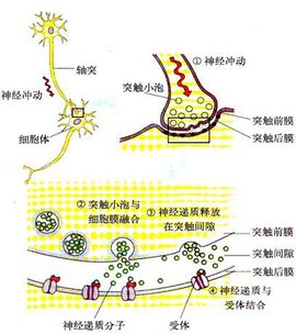 细胞外液中的阳离子最主要是?