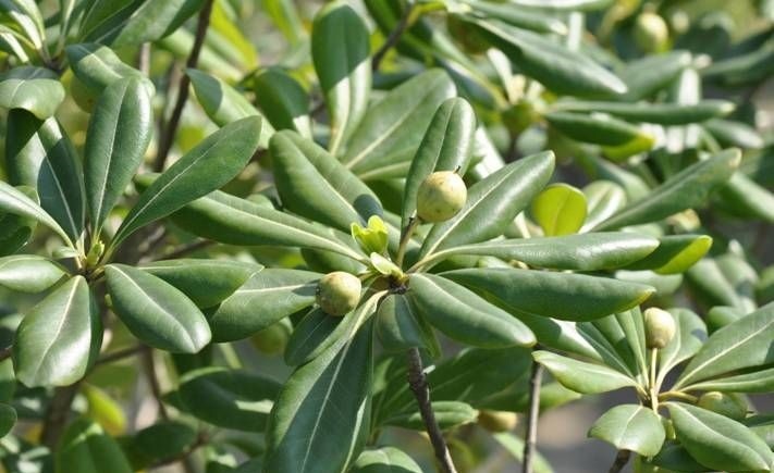 山栀茶_好搜百科