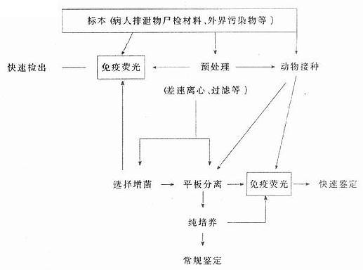 核酸检测运用了什么原理_核酸检测的原理