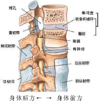 腰椎是人体躯干活动的枢纽,而所有的身体