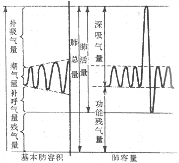 肺通气的直接动力 360搜索
