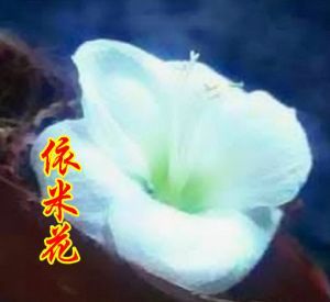 依米花