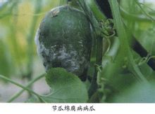冬瓜绵腐病