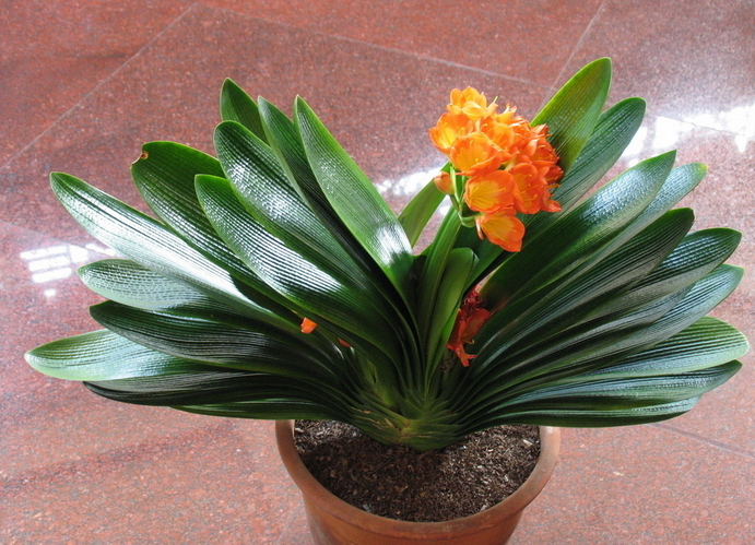 泉州君子兰美甲学费多少?多久能学会?求回答