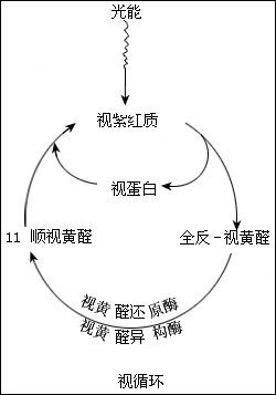 缺维生素c的症状有哪些_女性维生素b缺乏的症状_缺维生素a的症状