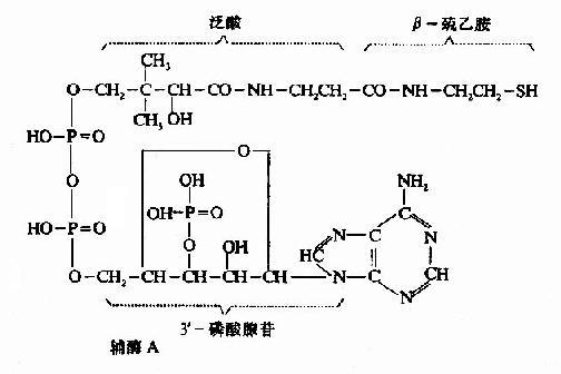 泛酸也称作维生素b5,遍多酸