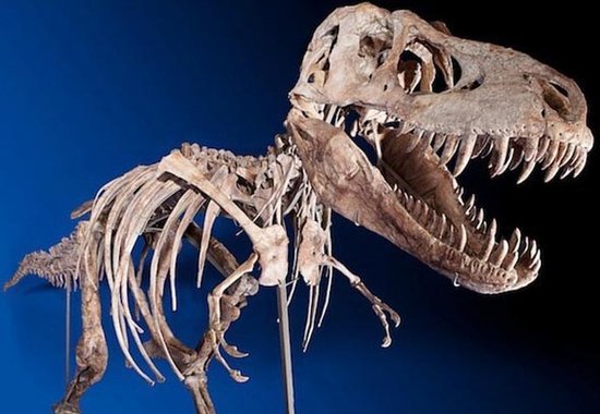 巨型食草龙 发现恐龙系列