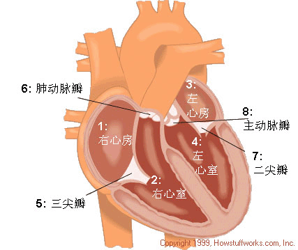 手绘画心脏结构简图