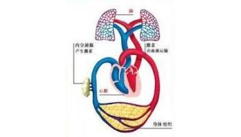 血液循環系統由血液,血管和心臟組成.