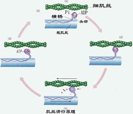 肌球蛋白_360百科