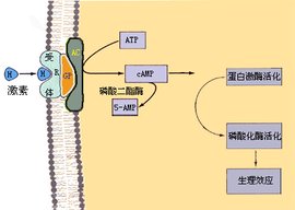第二信使_360百科