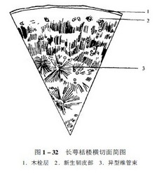 ②具缘纹孔导管多破碎,具缘纹孔椭圆形,六角 形,斜方形或类方